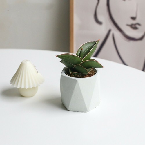 6CM Succulent Plant Sansevieria Ehrenbergii Samurai Home Garden Beautiful Plant - Picture 10 of 12