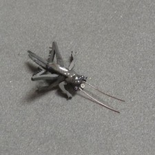 Realistic Cricket/Grasshopper, Dry/Wet Fishing Fly, Large, Black