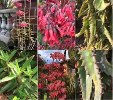 20 Mother Of Thousands Succulent Live Rooted Plants Aranto Alligator 1" to 3"