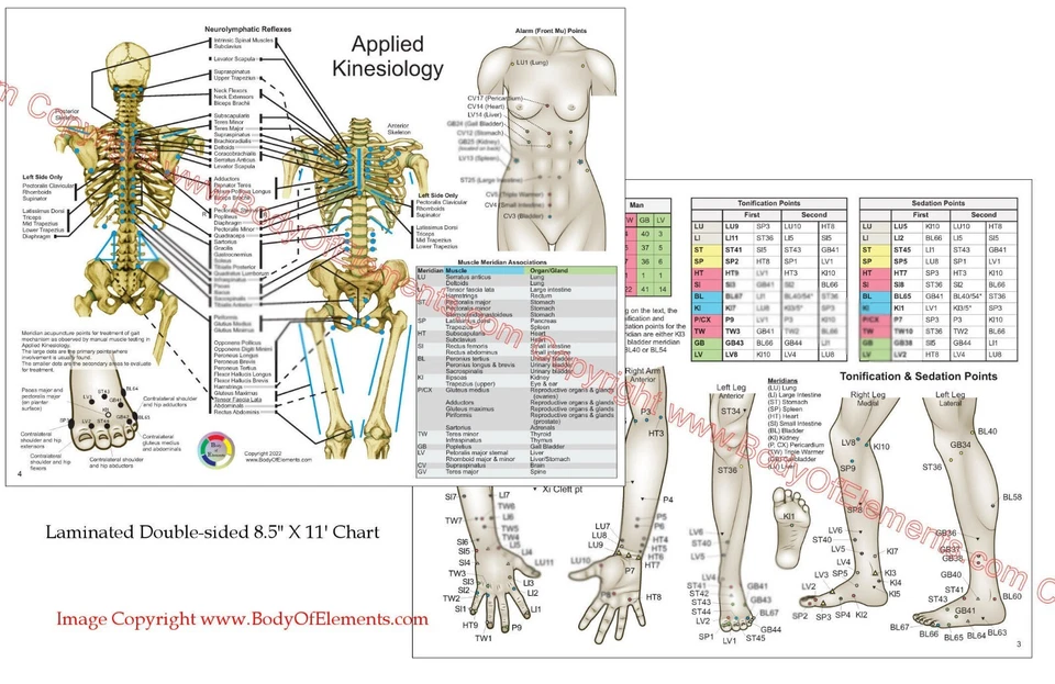 Applied Kinesiology Chart Set 8.5" X 11" Chiropractic Acupuncture Reference - Image 3 of 3