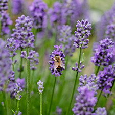 3000 Lavender Seeds for Planting - Common English Herb Lavender Non GMO