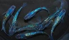 Dark Sapphire Medaka ricefish eggs 10+2 Free ( High Quality Lame Sapphire)
