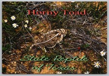 Horny Toad Texas State Reptile Postcard by Chip Coscia Photography UNP 4x6