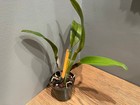 Blc. Oconee `Mendenhall' AM/AOS Classic Breeder Cattleya Orchid Plant — photo 4