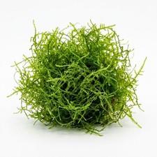 Java Moss Taxiphyllum Barbieri Live Freshwater Aquarium Moss Buy 2 Get 1 Free