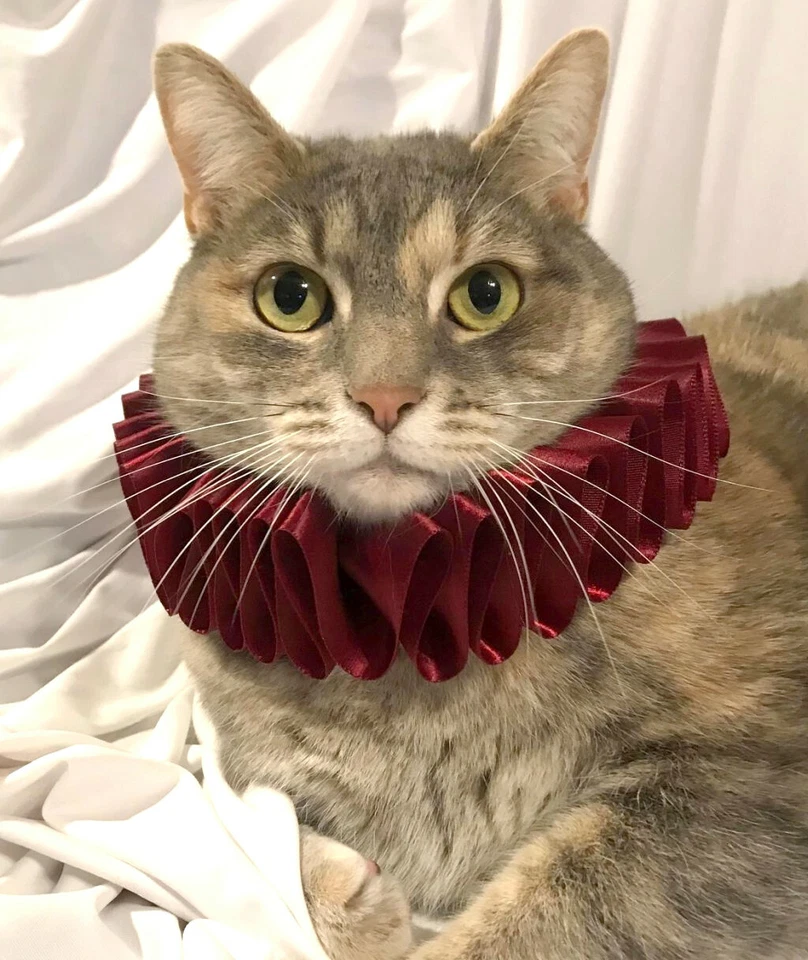 Lindo Disfraz Gato Mascota Perro Cuello Volantes Cuello Volantes Victoriano Steampunk Eduardiano Foto 3 de 4