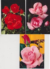 Lot de 13 cartes postales « ROSE DE FRANCE» signé Yvon