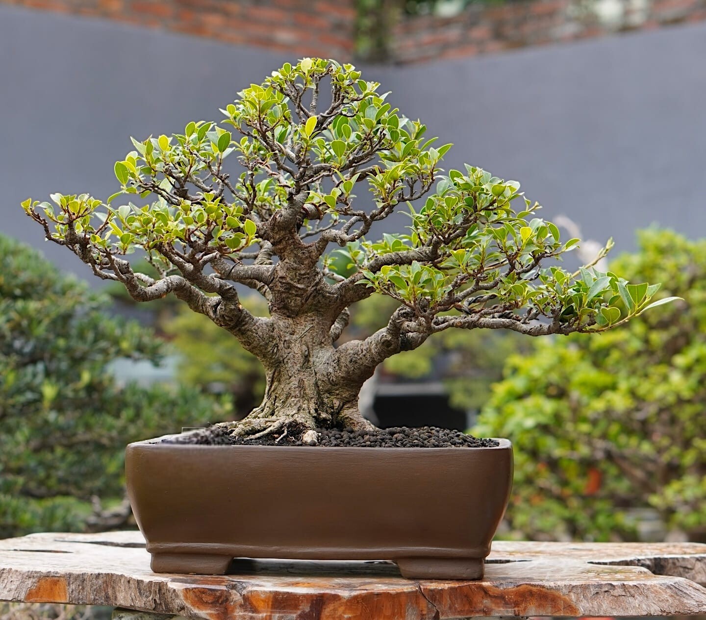 Ficus Microcarpa Bonsai Tree for Contest or Home Decor