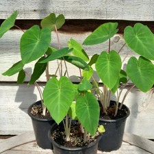 Colocasia esculenta "Pink China", multiple plants, pot &Oslash; 13 cm