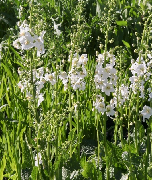 Verbascum phoeniceum White (Mullein) - 100 seeds