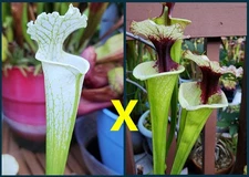 2025 SARRACENIA SEEDS: LEUCO ALBA AVALANCHE X LEGACY [CARNIVOROUS PLANT SEED]