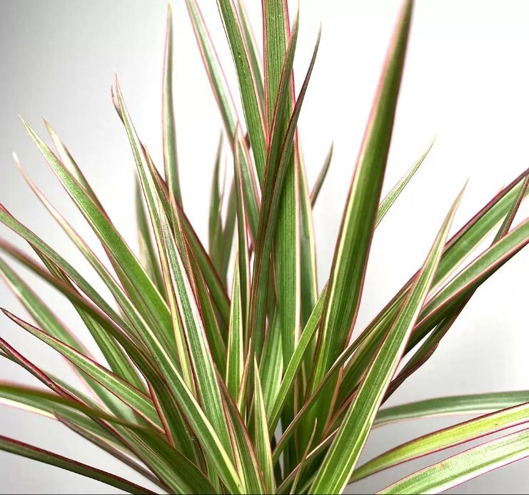 Houseplant Dracaena Marginata Dragon Tree in 2GPot Evergreen Indoor Bicolor  Tree | eBay