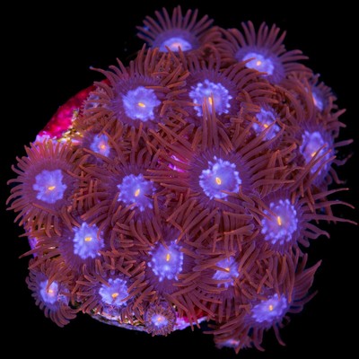 Mystery Zoa