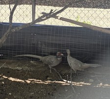 4 Abyssian Blue Ringneck Pheasant Hatching Egg Please read description