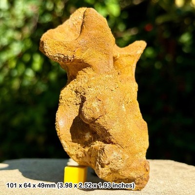 Krokodilwirbel Fossil Kreidezeit Marokko Kem Kem Betten Original Exemplar
