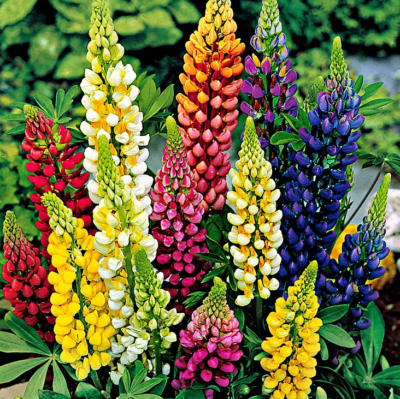 50+ Russell Lupine Mixed Colors Seeds - PERENNIAL