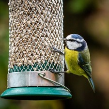 20KG Sunflower Hearts Premium Wild Bird Food Dehulled Kernels Bakery Grade Feed 1.93 per kilo