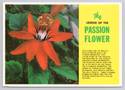 The Scarlet Passion Flower In Tropical Florida Postcard