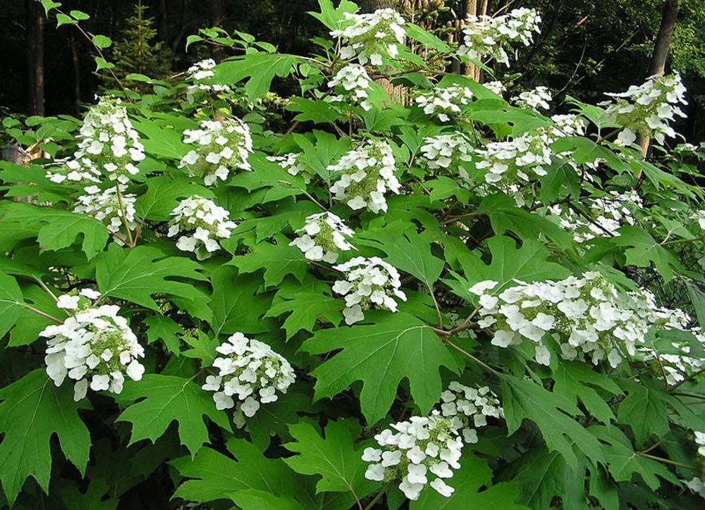 40 White Oakleaf Hydrangea Quercifolia Shrub Seeds – Stunning Blooms