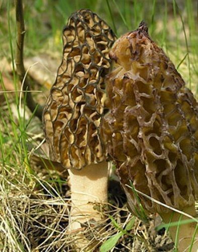 Morcheln Pointed Morcheln Heads Only Morchela Conica Noble Mushrooms 1A Lot Choice - Picture 1 of 1