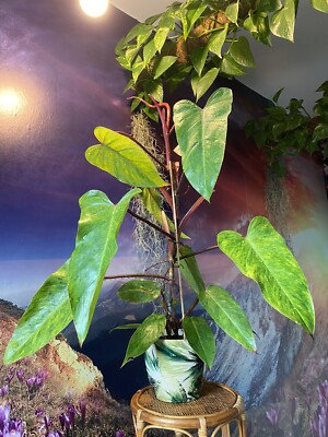 Rare Philodendron Painted Lady Rooted Cutting for Sale | eBay