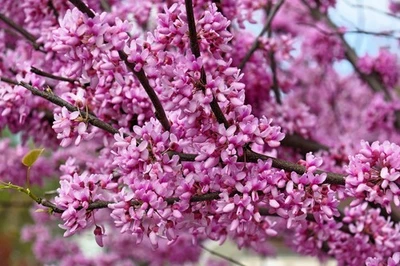 SEEDVILLE USA 20 Eastern REDBUD TREE Cercis Canadensis Pink Flowering Native Tree Seeds