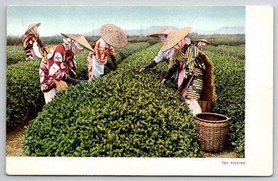 Vintage Japan Tea Picking Japanese Government Railways Tokyo Postcard