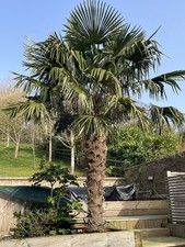 Palm Tree - well established