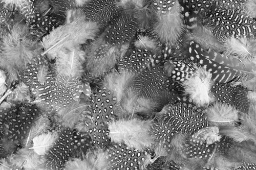 1 Pack - Orange Guinea Hen Polka Dot Plumage Feathers Halloween Wedding Craft - 第 10/10 張圖片