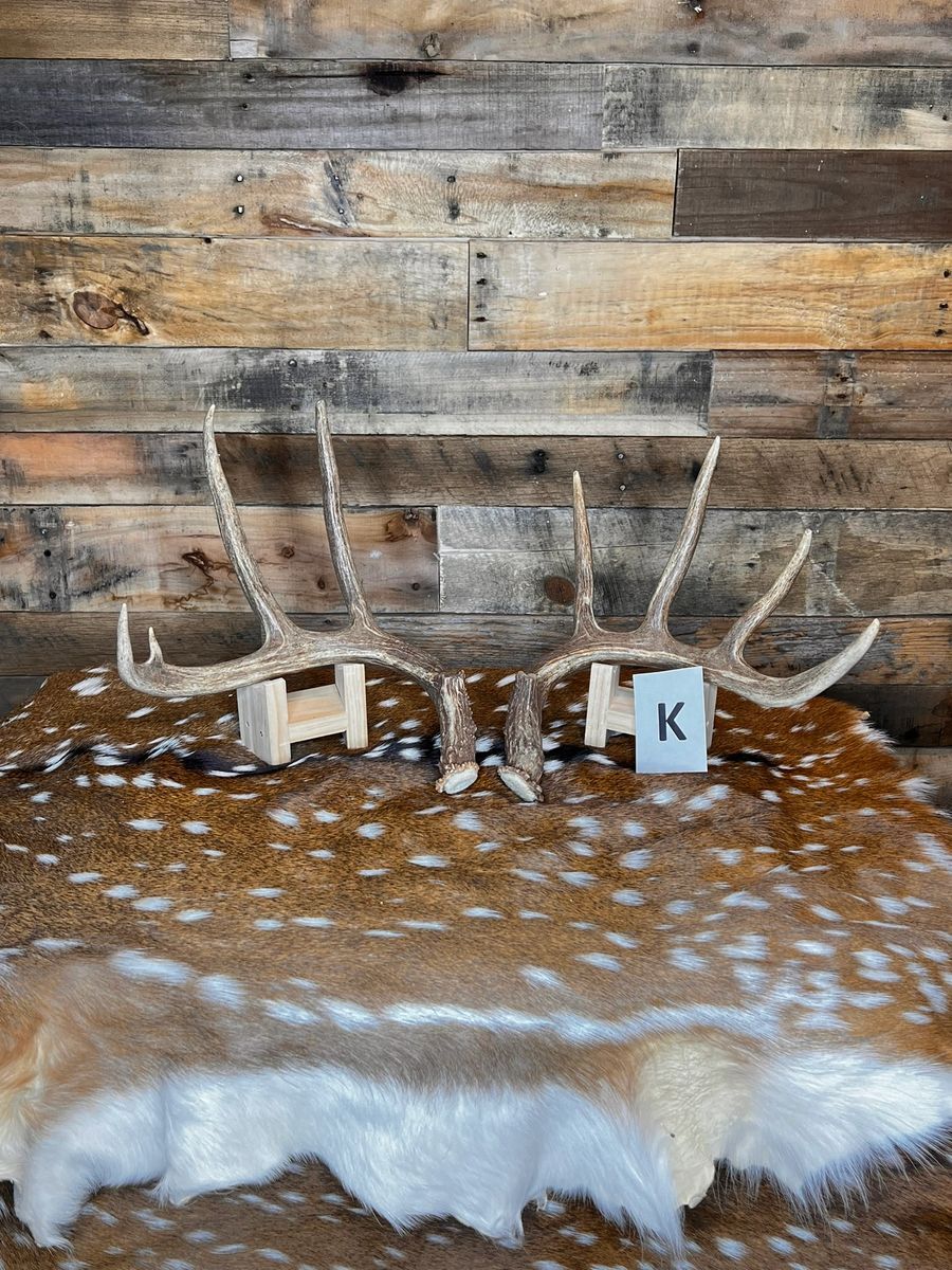 Asst. Rattling Antlers Choose Your Pair Whitetail Deer Sheds eBay