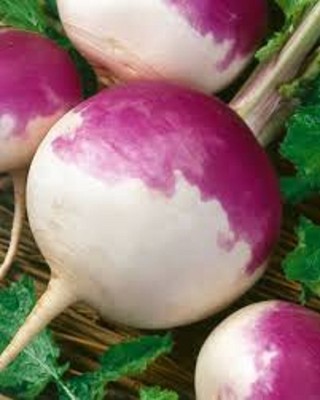 PURPLE TOP TURNIPS 2lbs Deer Food Plot Seed Garden Seed Brassica 