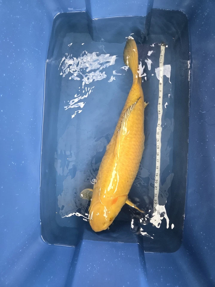 26 In Jumbo Chagoi Live Koi Fish - Image 3 of 4