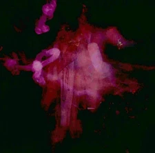 THE LEGENDARY PINK DOTS FAREWELL, MILKY WAY NEW CD