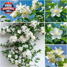 410 Climbing Jasmine Seeds for Planting - Fragrant White Flowering Vine - Perenn