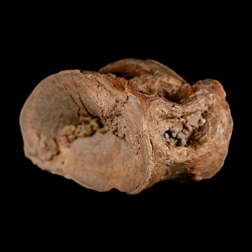 1,7 Zoll Ichthyodectes Fisch fossile Wirbel späte Kreidezeit Niobrara-Formation - Bild 6 von 10