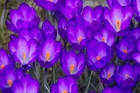 Ruby Giant Crocus Bulbs Perennial Garden Flowers 20 Bulbs