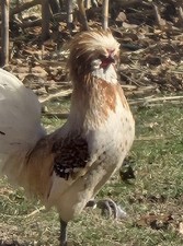 12 Fertile Polish Mix Hatching Eggs