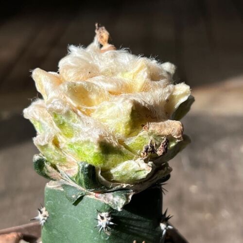 A18-427. Cactus hybr ,Agavoides x Kotschoubeyanus, f. variegata (Grafted) - Picture 3 of 3