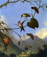 AMETHYST WOODSTAR HUMMINGBIRD BIRD BUTTERFLY FLOWERS MARTIN JOHNSON HEADE REPRO
