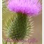 Thistle Lane Gifts