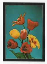 Tulip Time, Holland, Michigan Postcard Unposted 4x6