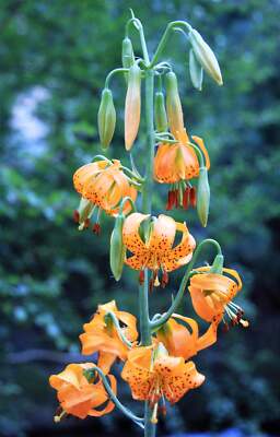 20 COLUMBIAN TIGER LILY Oregon Lilium Columbianum Orange Maroon Flower  Seeds | eBay