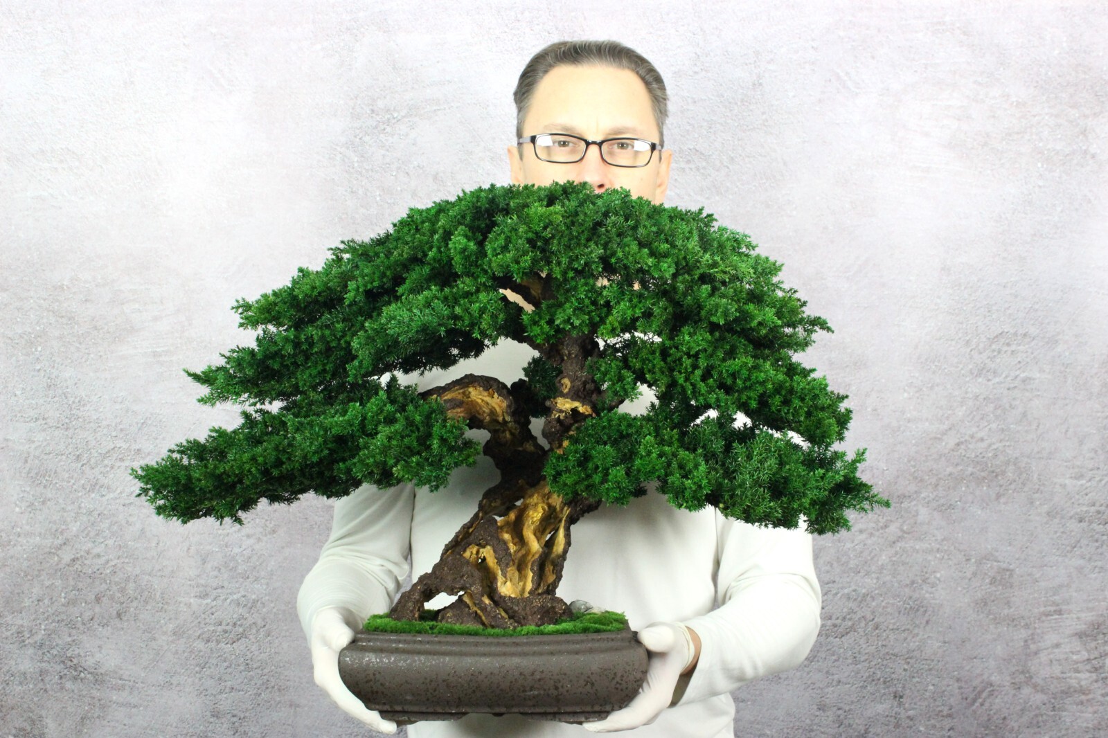 Bonsai Tree. Made from Natural preserved Juniper and Moss. 20.07" 51 cm. eBay