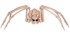 Seasons Hk - 15" Skeleton Spider