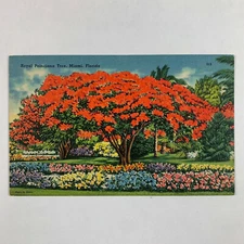 Postcard Florida Miami Royal Poinciana Tree Flower Botany 1940s Linen Unposted
