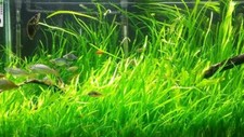 Buy 2 GET 1 FREE 5 Jungle Val Italian val vallisneria Live Aquarium Plants