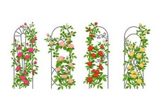 Climbing Rose Vine Seeds - 30 Seeds for Planting