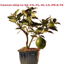 Lemon Tree Bonsai  Flowering Citrus Meyer Lemon Tree 14"H Fruiting Indoor Bonsai