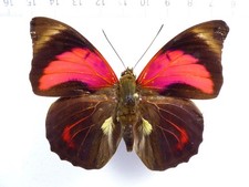 Agrias claudina claudina - AgriasButterflies.com