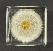40mm Real Dandelion in Clear Lucite Cube Anniversary Wedding Mother's Day Gift